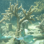 โครงการปลูกปะการัง 10,000 กิ่งสุดท้าย ณ เกาะทะลุ